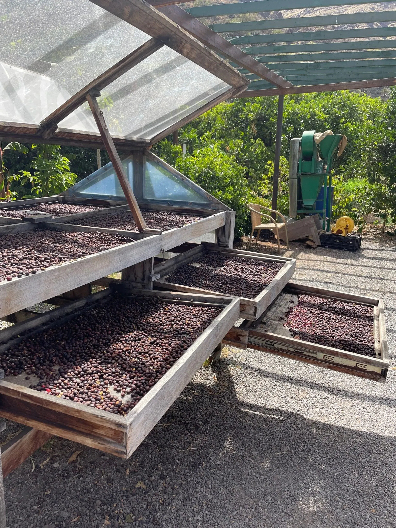 Kopi dijemur di rumah jemur stasiun cuci