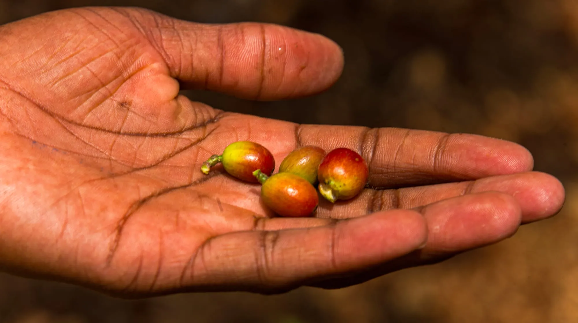 Ceri kopi matang di telapak tangan petani Gayo