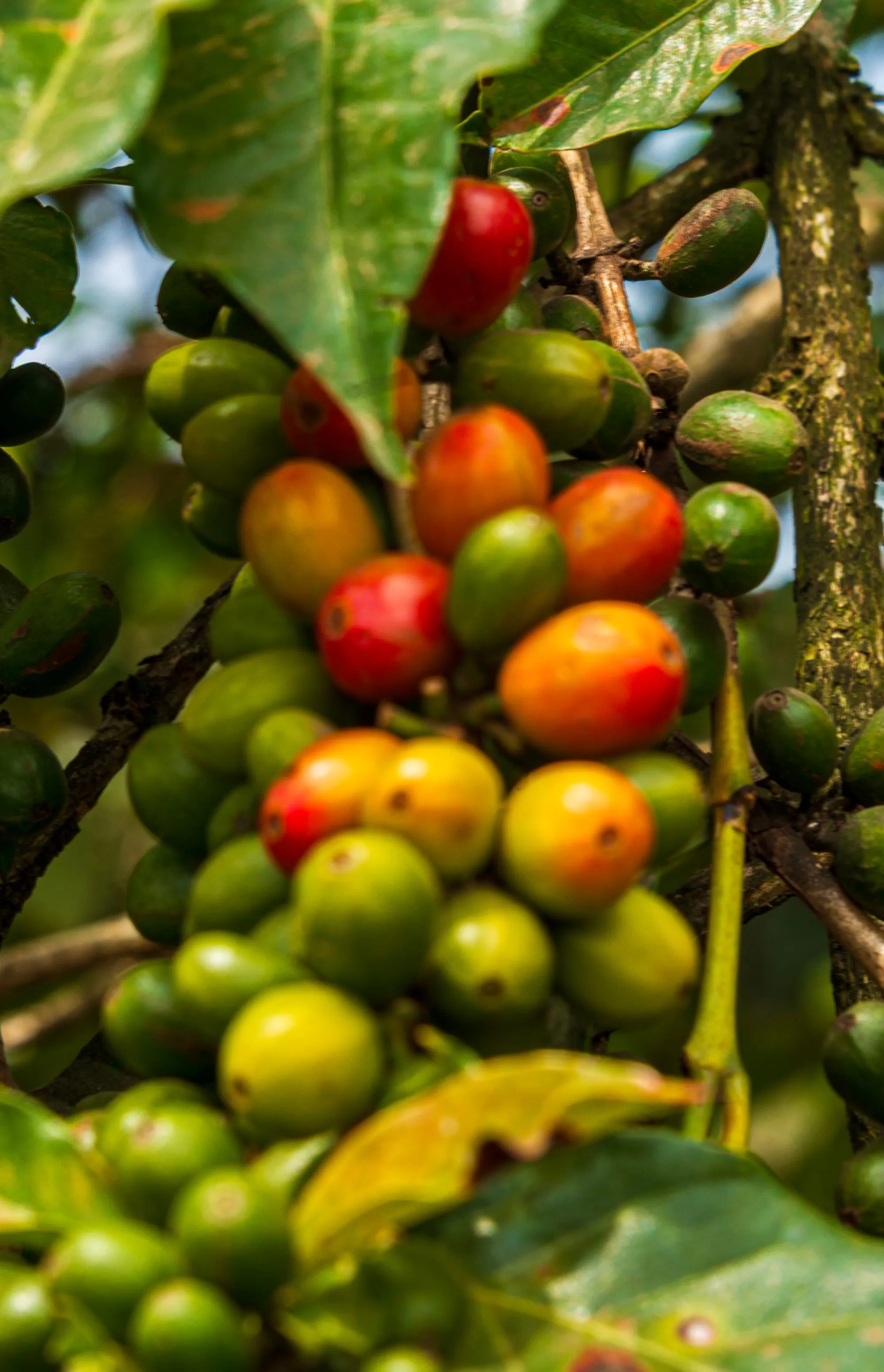 Ceri kopi matang di dahan